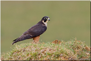 Shaheen falcon